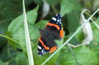Vanessa atalanta