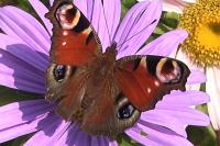 Aglais io