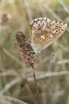 Lysandra bellargus