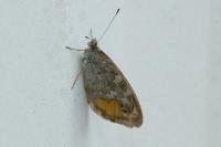 Lasiommata maera