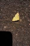 Opisthograptis luteolata