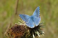 Lysandra bellargus