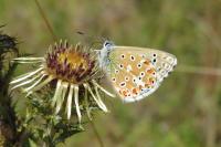 Lysandra bellargus