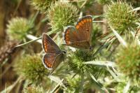 Aricia agestis
