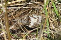 Brintesia circe