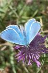 Lysandra bellargus
