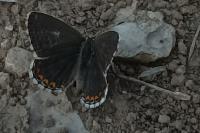 Lysandra bellargus