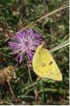 Colias alfacariensis