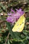 Colias alfacariensis