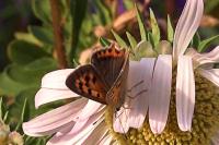 Lycaena phlaeas
