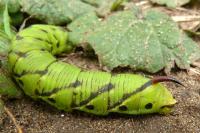 Agrius convolvuli