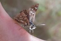 Spialia sertorius