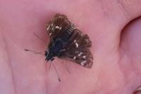 Spialia sertorius