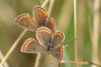 Aricia agestis