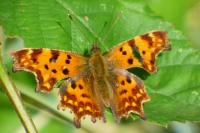 Polygonia c-album