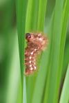 Acronicta rumicis