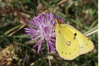Colias alfacariensis