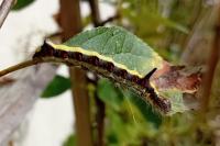 Acronicta psi