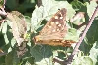 Pararge aegeria