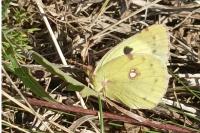 Colias alfacariensis