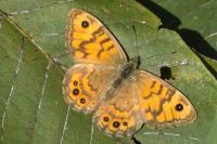 Lasiommata megera