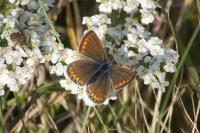 Polyommatus icarus