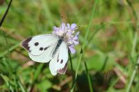 Pieris brassicae