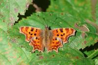 Polygonia c-album