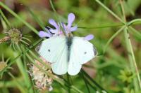 Pieris rapae