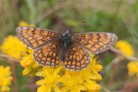 Melitaea parthenoides