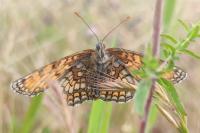 Melitaea parthenoides