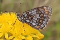 Melitaea parthenoides