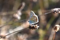 Polyommatus icarus