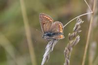 Aricia agestis