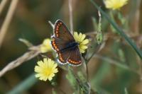 Aricia agestis