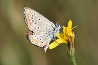 Aricia agestis