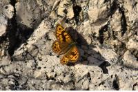 Lasiommata megera