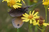Maniola jurtina