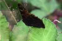 Aglais io