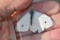Pieris rapae