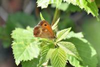 Pyronia tithonus