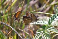 Pyronia tithonus