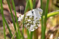Anthocharis cardamines