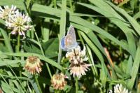 Polyommatus icarus