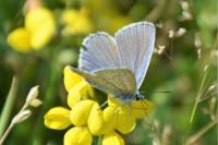 Polyommatus icarus