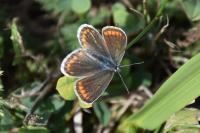 Polyommatus icarus