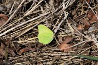 Gonepteryx rhamni