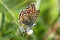 Aricia agestis