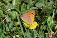 Lycaena phlaeas