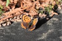 Lycaena phlaeas